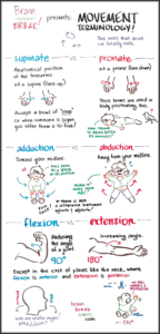 muscles-movement-mnemonics-brain-break