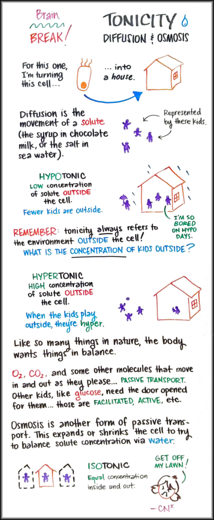 tonicity-diffusion-and-osmosis-brain-break