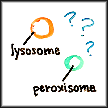 Lysosomes and peroxisomes are confusing!